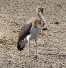 Marabu